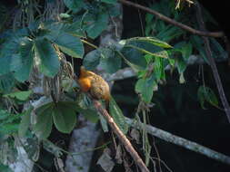 Image of golden-mantled tamarin