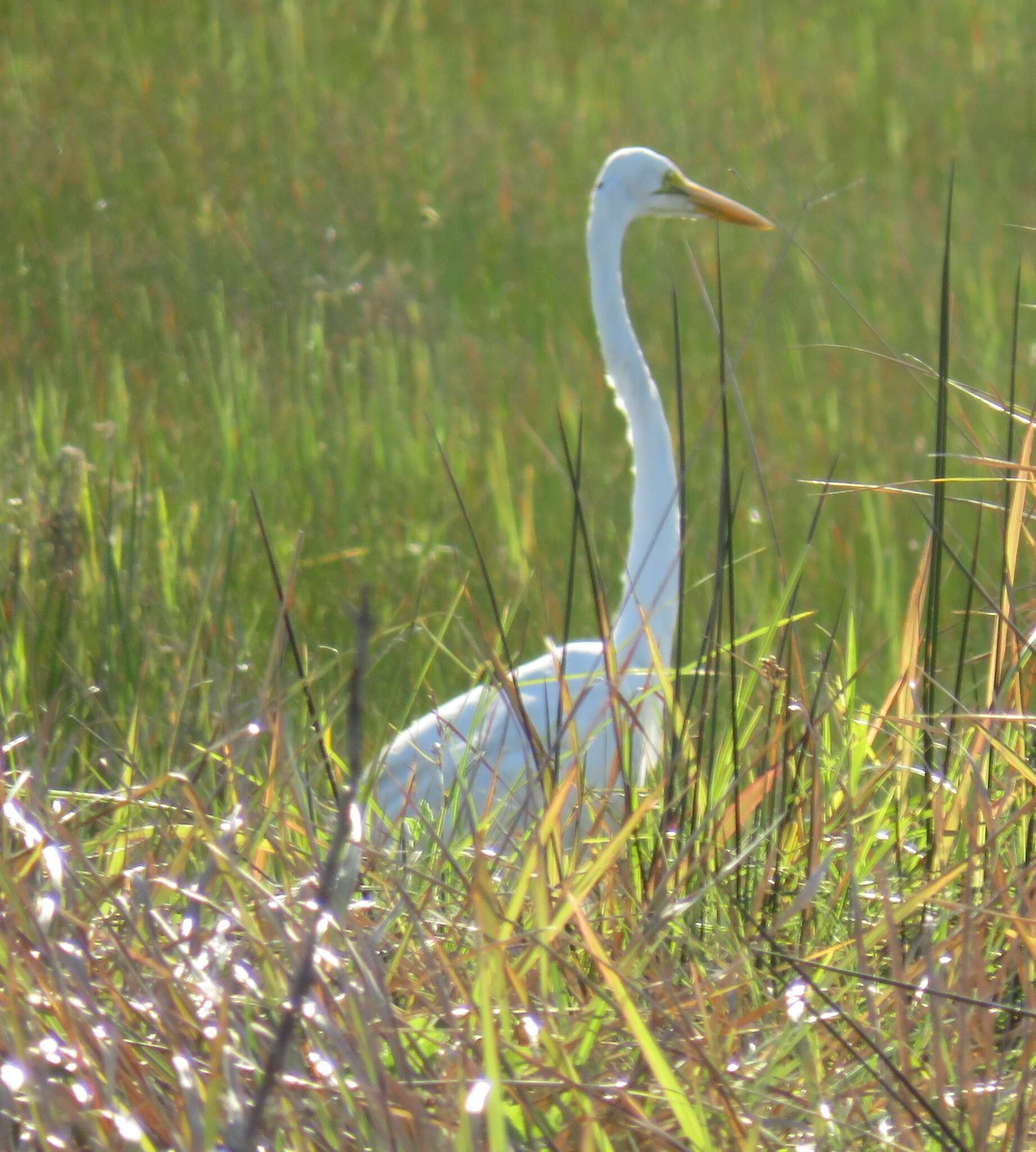 Image of Ardea alba melanorhynchos Wagler 1827