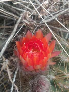 Image of Echinopsis chrysochete Werderm.