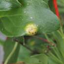 Imagem de Puccinia bouvardiae Griffiths 1902