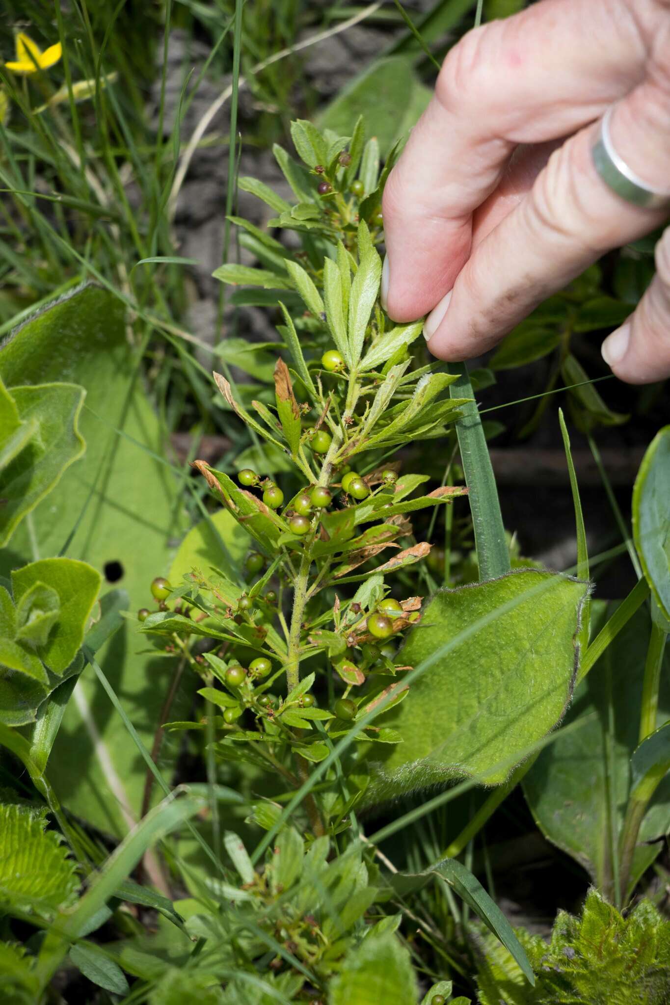 Image of Searsia rudatisii (Engl.) Moffett