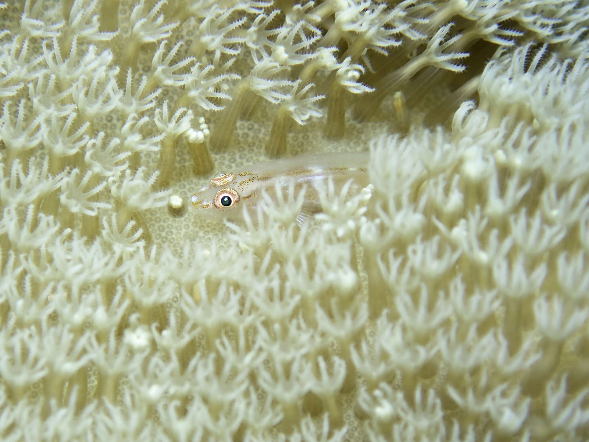 Image of Michel's ghost goby