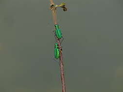 Plancia ëd Cicindela (Calochroa) whithillii (Hope 1838)