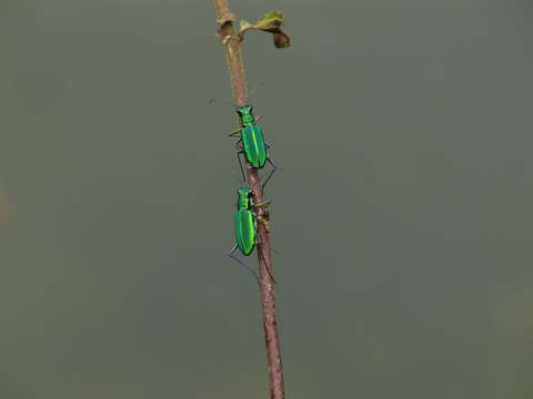 Plancia ëd Cicindela (Calochroa) whithillii (Hope 1838)