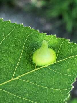 Image of Phylloxera caryaefoliae Fitch 1856