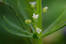 Plancia ëd Galium tricornutum Dandy