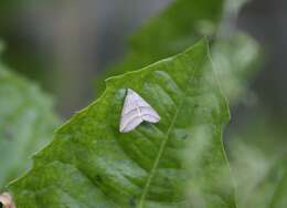 Слика од Colobochyla salicalis Schiffermüller 1776