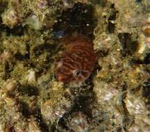 Image of Broad clingfish