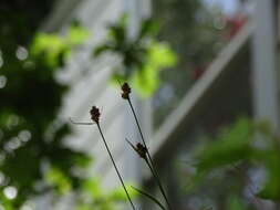 Image of Heath Wood-Rush