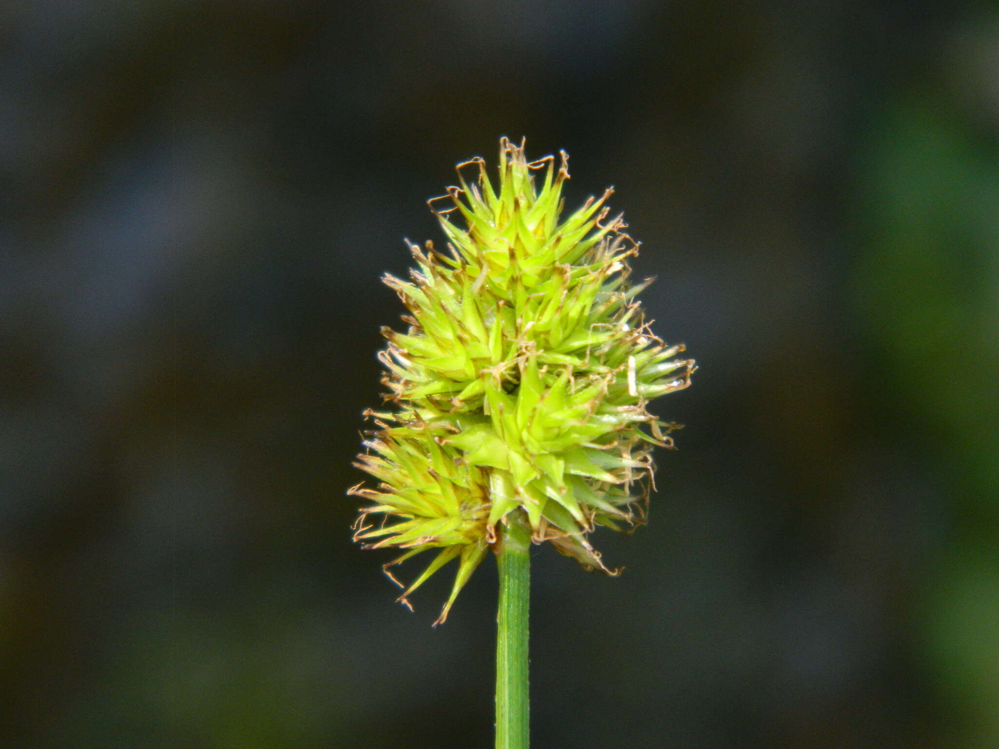 Image of Thick-Head Sedge