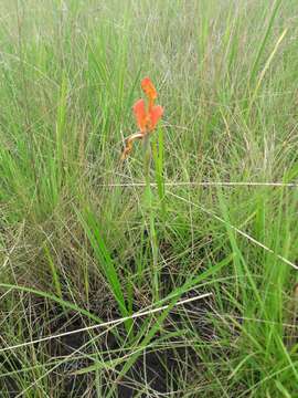 Disa erubescens subsp. carsonii (N. E. Br.) H. P. Linder resmi