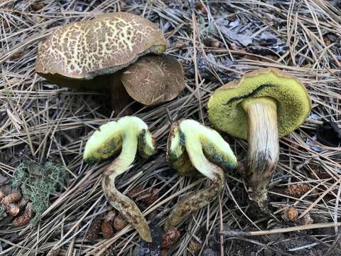 Image of Boletus brunneotomentosus B. Ortiz 2007