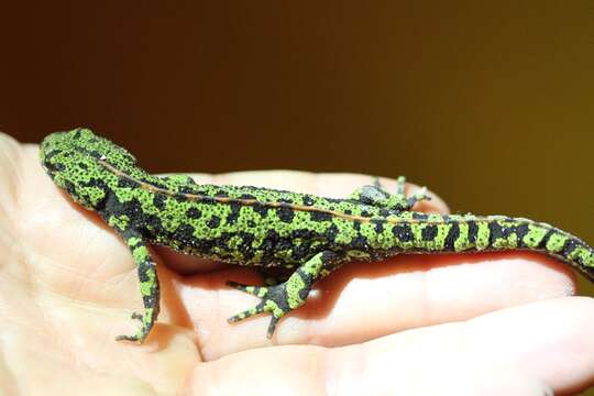 Triturus marmoratus (Latreille 1800) resmi