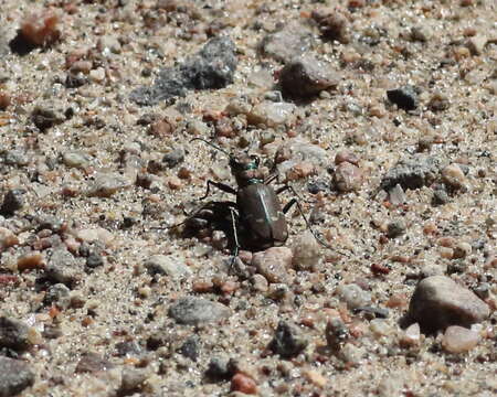 Plancia ëd Cicindela (Cicindela) limbalis Klug 1834