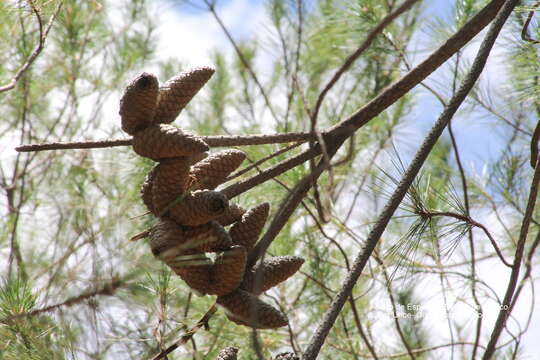 Image of Gregg's pine