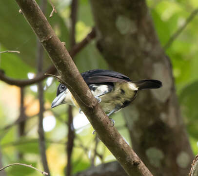 Image of Spot-crowned Barbet