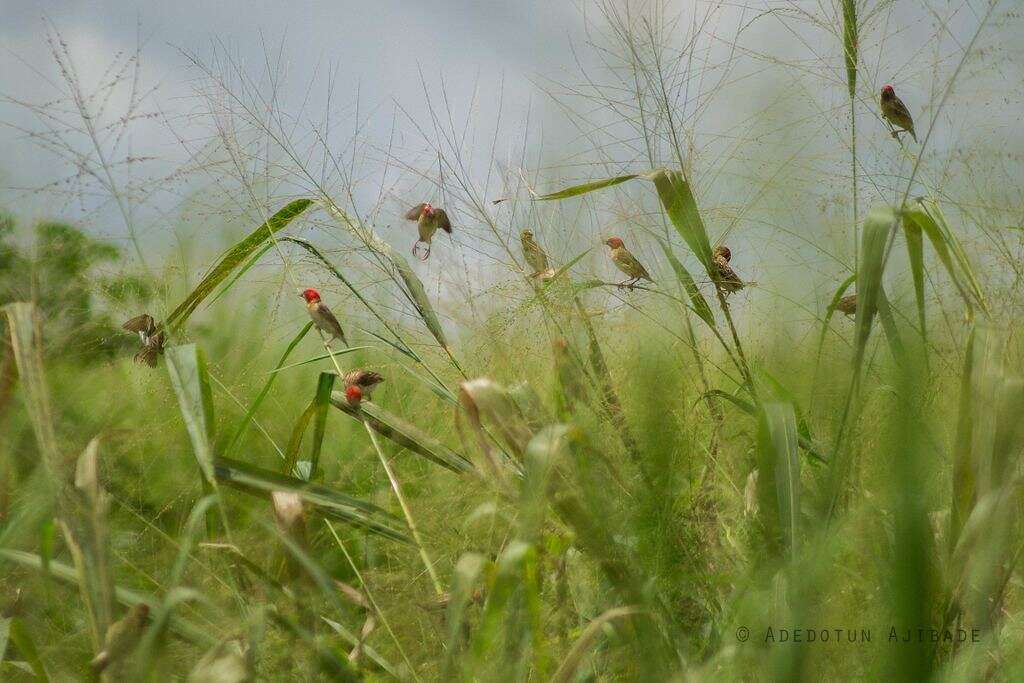 Image of Red-headed Quelea