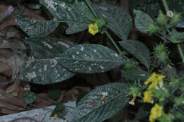 Plancia ëd Strobilanthes phyllostachyus Kurz