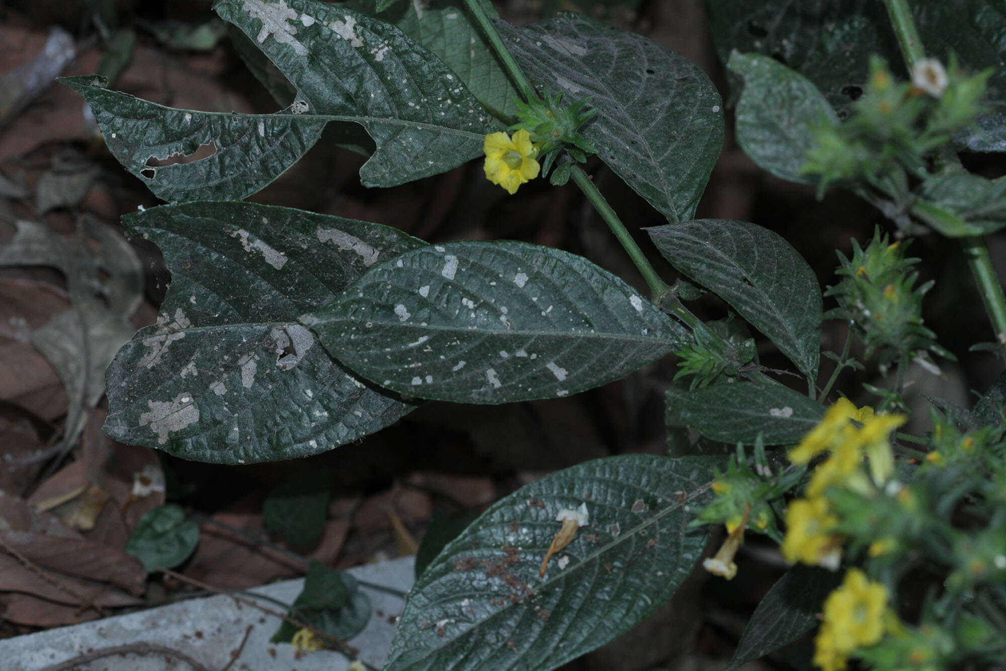 Strobilanthes phyllostachyus Kurz的圖片