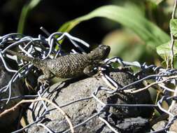 Слика од Sceloporus malachiticus Cope 1864