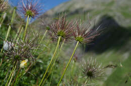 Image of Pulsatilla alpina subsp. font-queri Lainz & P. Monts.