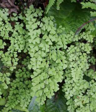 Image of Adiantum monochlamys Eat.