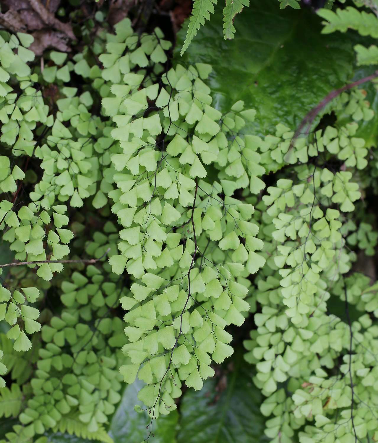 Adiantum monochlamys Eat.的圖片