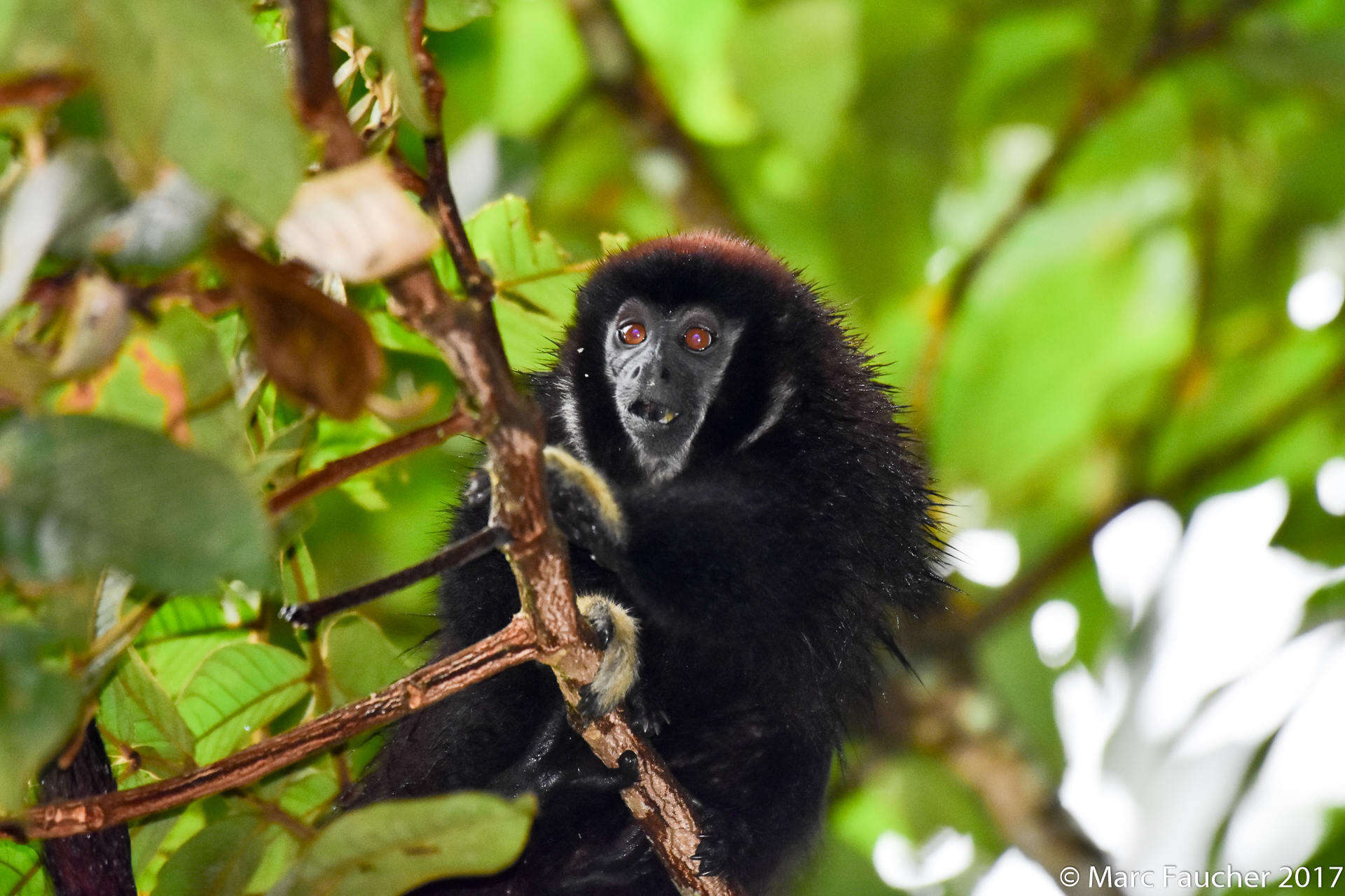 Image of Lucifer Titi