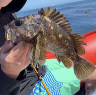 Image of Black-and-yellow rockfish