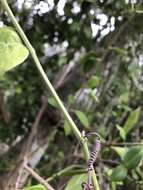 Image of whiteflower passionflower