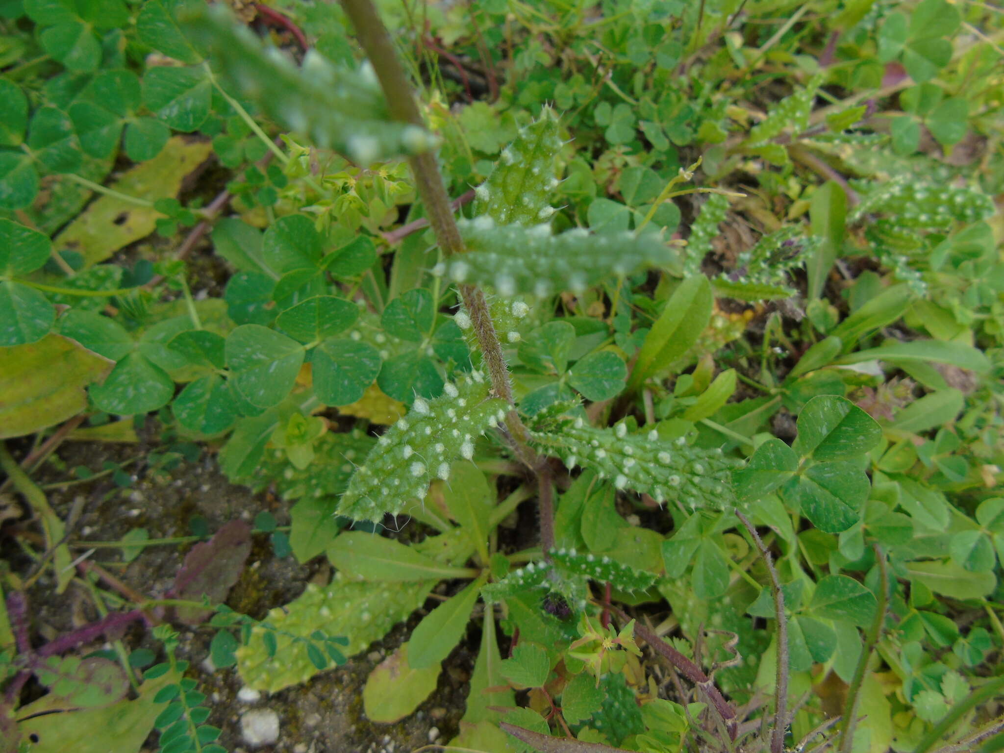 Слика од Anchusella cretica (Mill.) M. Bigazzi, E. Nardi & F. Selvi