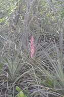 Image of Bromelia arenaria Ule