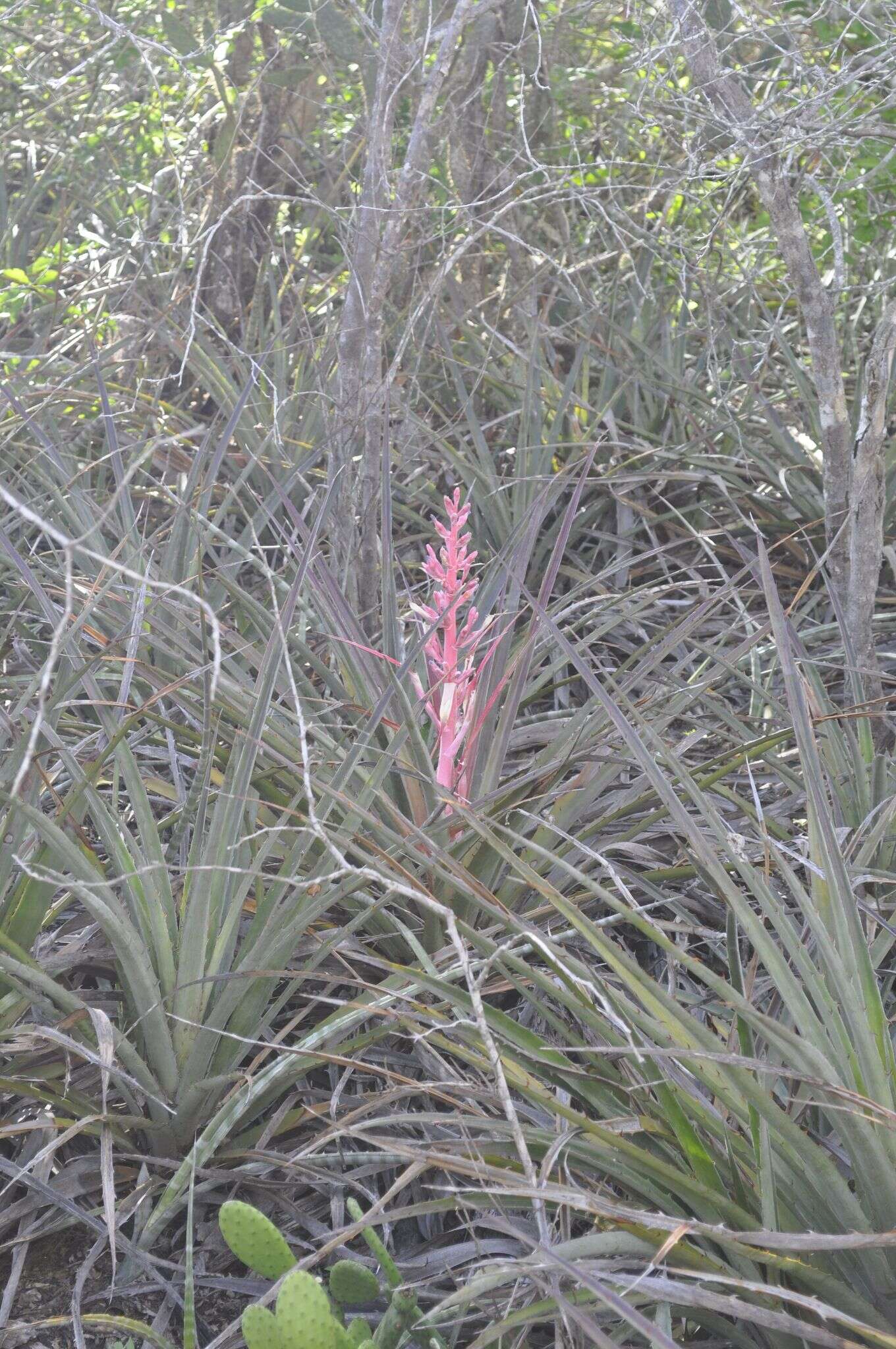 Image of Bromelia arenaria Ule