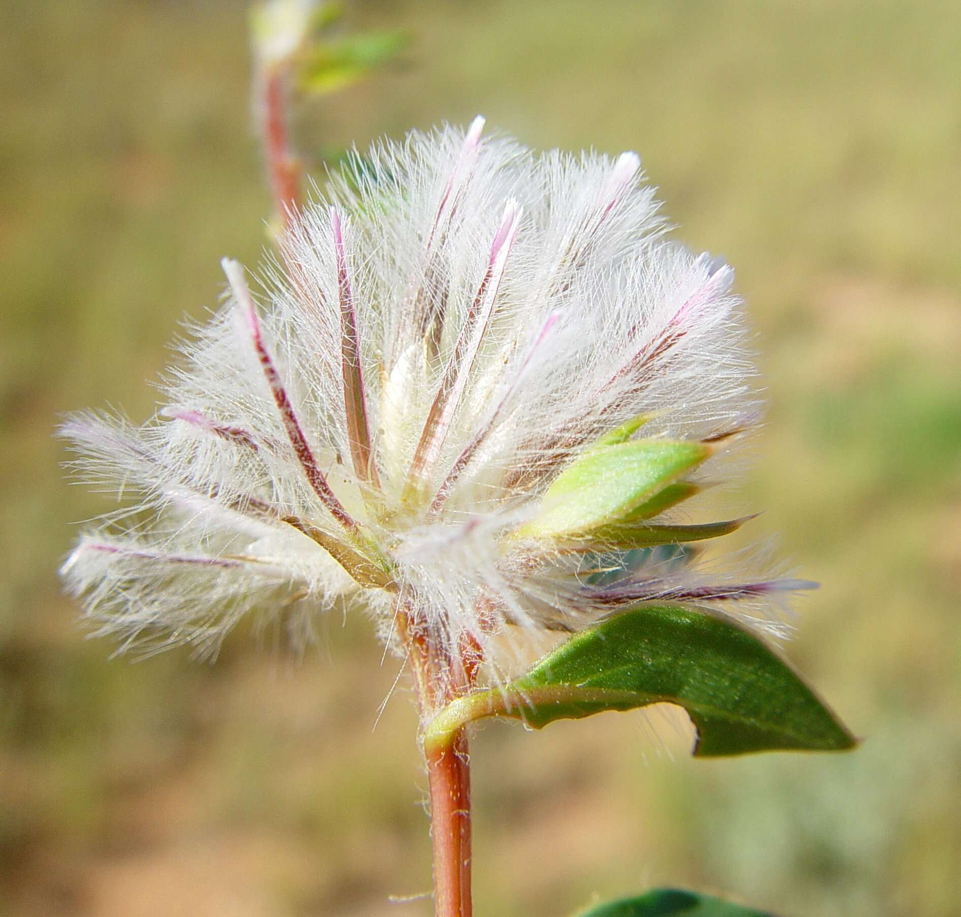 Image of Ptilotus axillaris (Benth.) F. Müll.