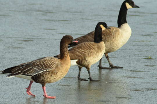 Imagem de Anser brachyrhynchus Baillon 1834