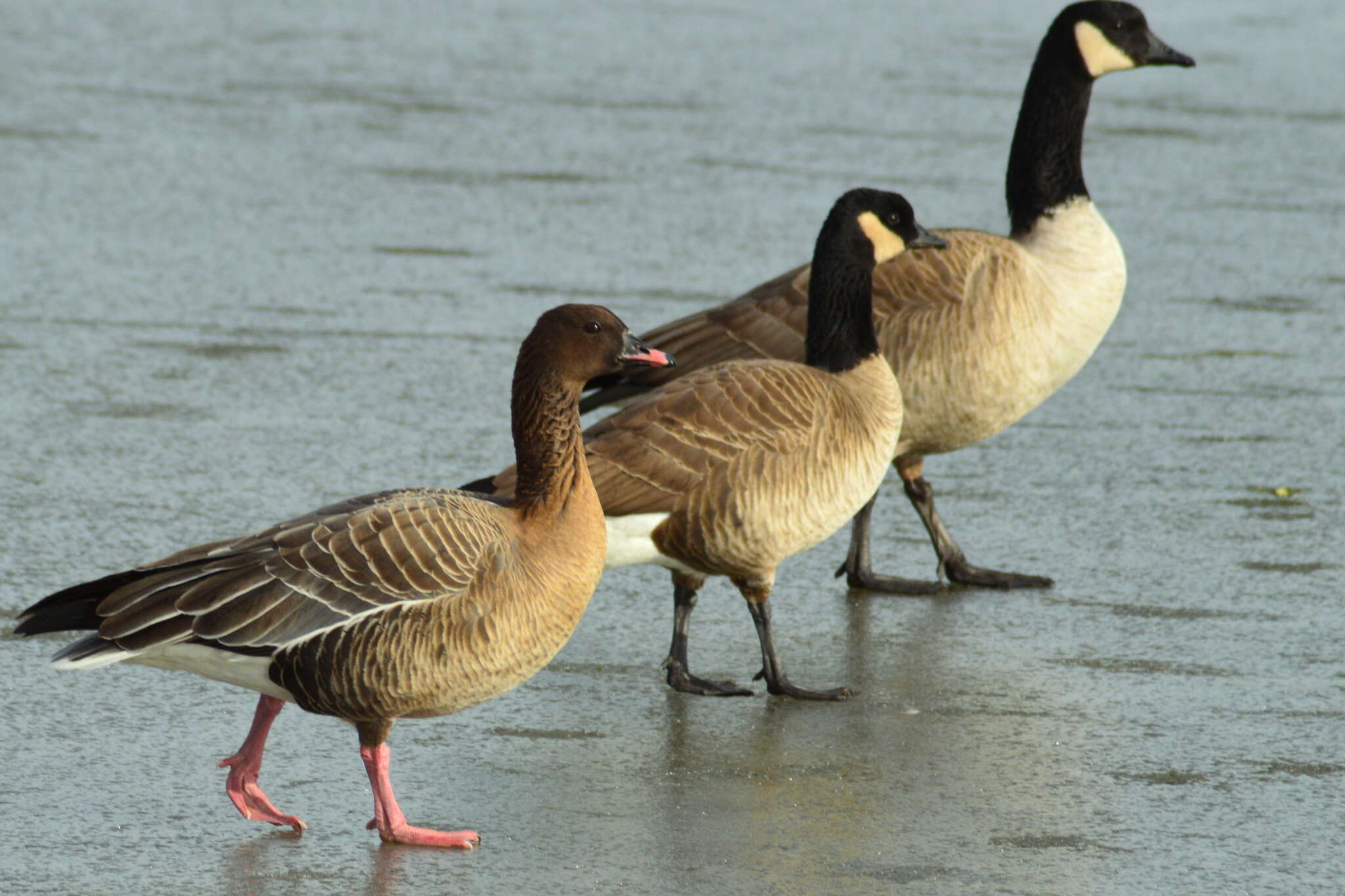 Imagem de Anser brachyrhynchus Baillon 1834