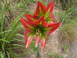 Слика од Hippeastrum glaucescens (Mart. ex Schult. & Schult. fil.) Herb.