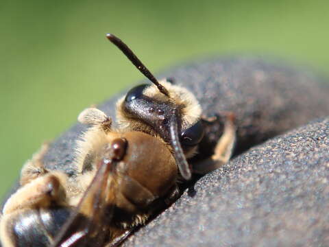 Image of Andrena pandellei Pérez 1895