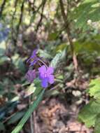 Eranthemum tetragonum Wall. resmi