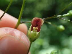 Image de Scrophularia marilandica L.