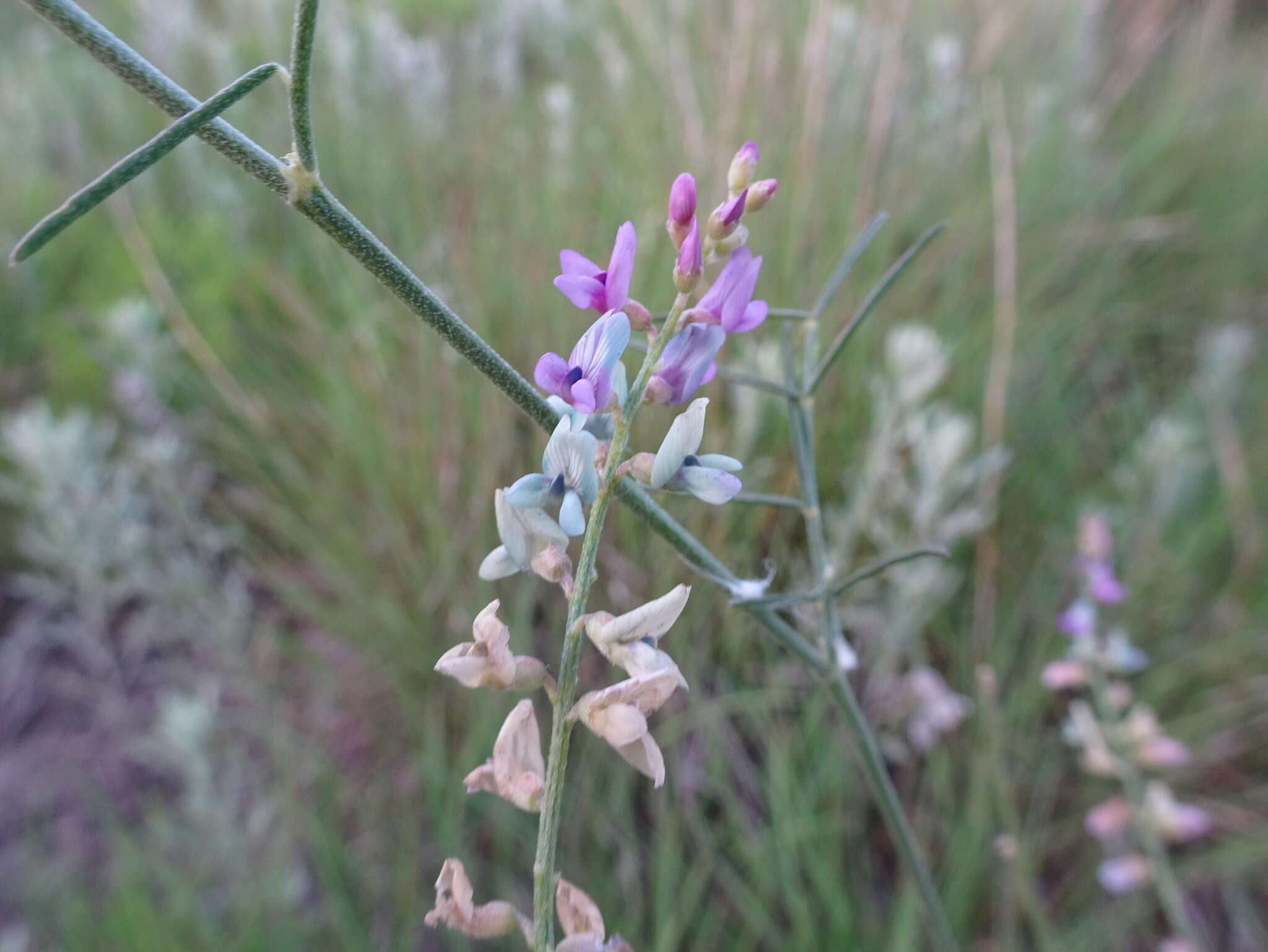 Imagem de Astragalus gracilis Nutt.