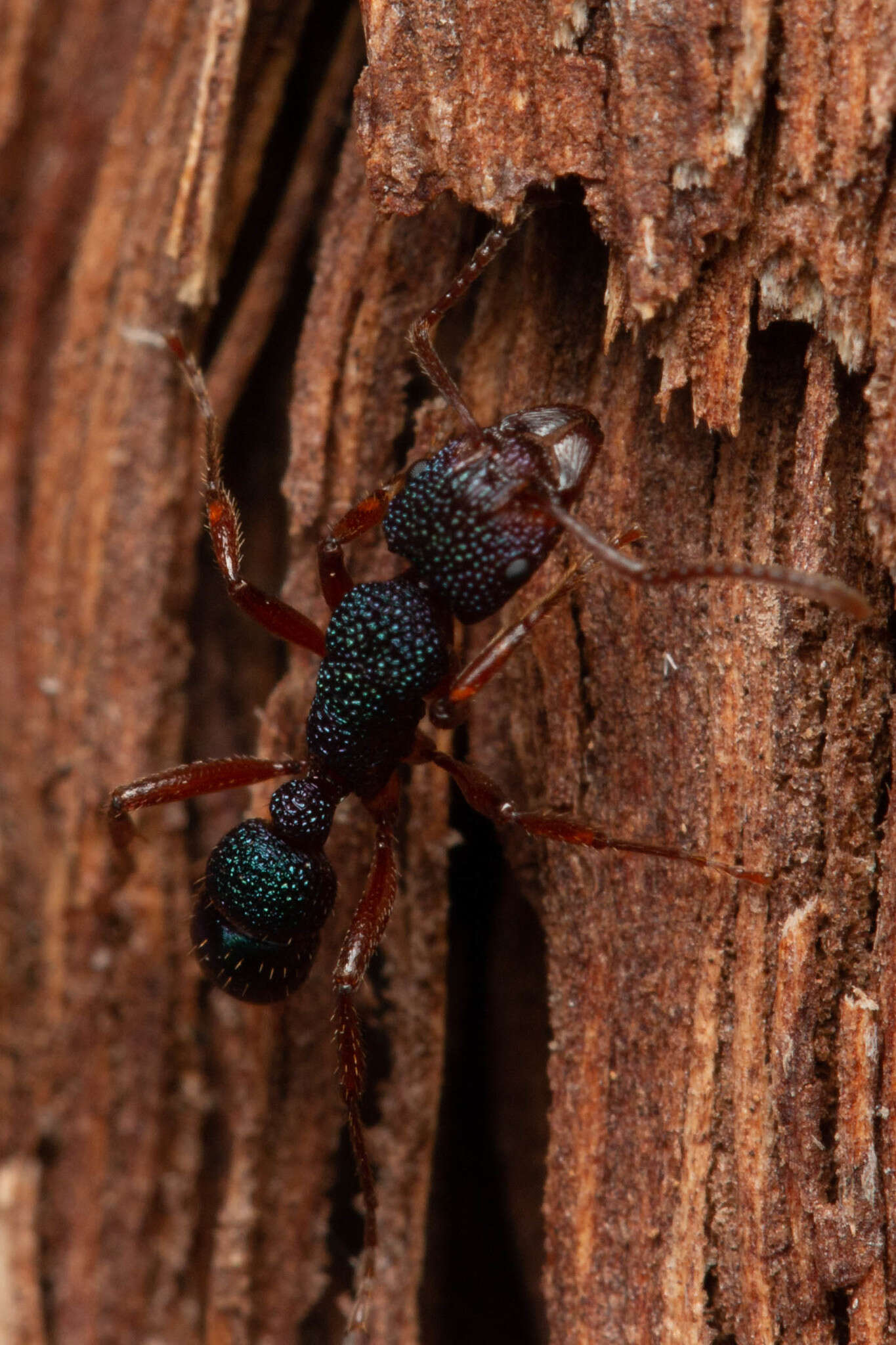 Image of Rhytidoponera scabrior Crawley 1925