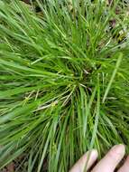 Image of James' sedge