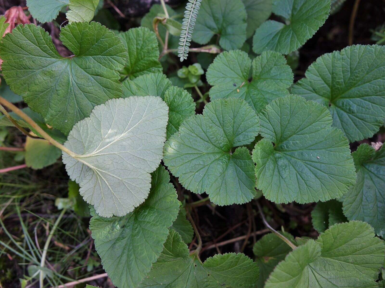 Image of scentless geranium