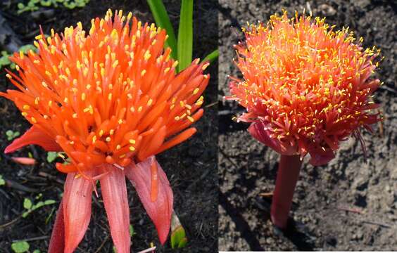 Image of Haemanthus canaliculatus Levyns