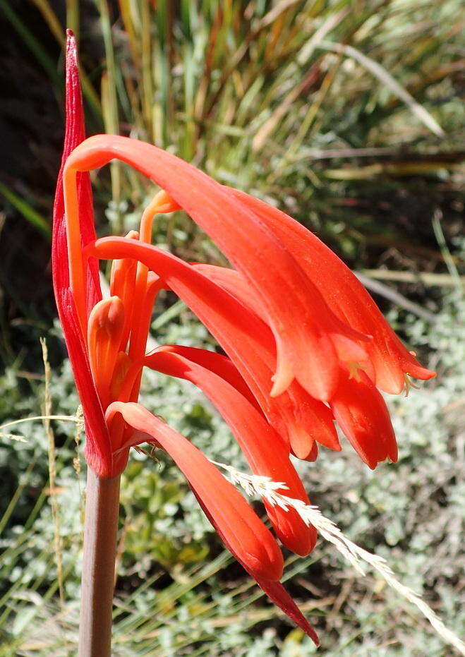 Image of Cyrtanthus angustifolius (L. fil.) Aiton