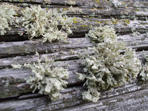 Image of Ramalina baltica Lettau