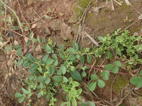 Image of Polygala arvensis Willd.