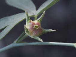 Image of waxy checkerbloom