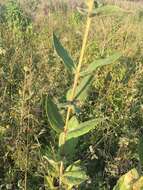 Image of <i>Silphium <i>integrifolium</i></i> var. integrifolium